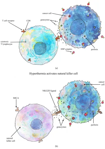 Figure 6. Cytotoxicity action of CTL and NK. (a) After activation, the cytotoxic T lymphocytes (CTL) recognize the HSP complex as antigen.The T cell receptor (TCR) is attached to the antigen on the surface of the cancer cell, granzymes are sent from CTL to