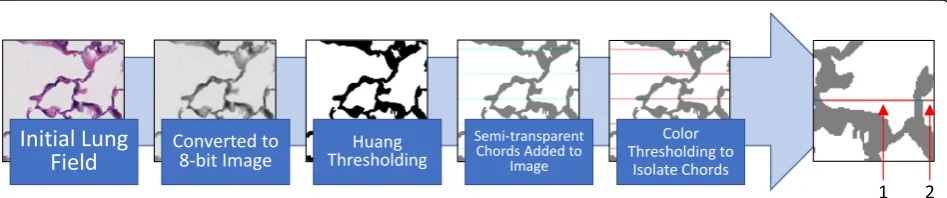 Fig. 1 Process Schematic. Semi-automated Measure of Mean Linear Intercept. The initial lung field is converted to an 8-bit image, then Huangthresholding binarizes the image to denote airspace and lung