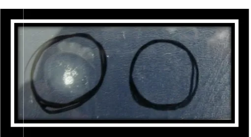 Figure 3:Catalase test 