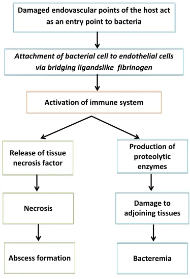 Figure 5 : Pathogenesis: 