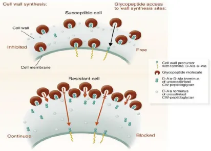 Figure 8 : Schematic representation of the mechanisms of S. aureus intermediate 