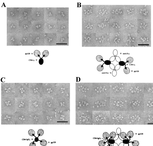 FIG. 1. Electron micrographs and interpretive diagrams of CD4-�Bar2 and CD4-IgG2 in complex with monomeric recombinant HIV-1JR-FL gp120