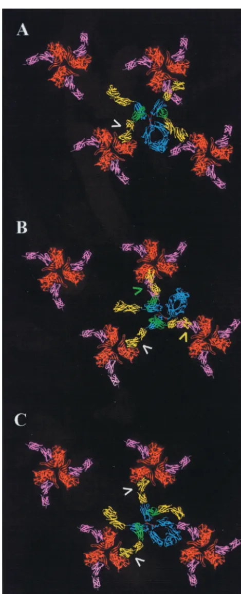 FIG. 3. Models of CD4-IgG2 in complex with arrays of gp120 tri-mers. (A) Docking of CD4-IgG2 with trimers oriented such that the