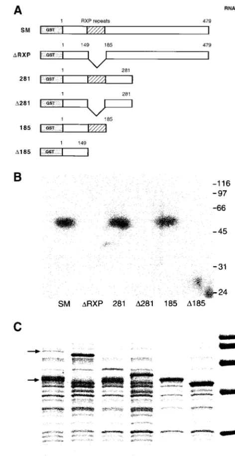 FIG. 1. Analysis of in vitro RNA binding by SM mutants. (A)Structure of GST-SM fusion proteins