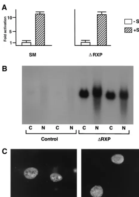 FIG. 3. In vivo binding of RNA by SM and SM mutants. (A) COS-7cells were transfected with CMV CAT and either control vector (C),