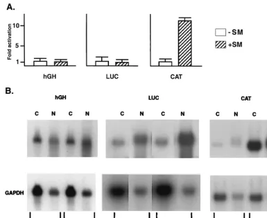 FIG. 4. Gene-speciﬁc activation by SM. (A) Effect of SM on protein expression. BJAB cells were transfected with either control vector (�or SM expression vector ([measured with a luminometer, and hGH was measured by radioimmunoassay