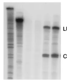 FIG. 6. SM binds to newly synthesized RNA. COS-7 cells weretransfected with SM and either GAPDH cDNA plasmid (cGAPDH)