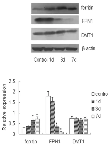 Figure 31 d, 3 d, and 7 dPerl's iron staining in duodenum in control and PS groups on Perl's iron staining in duodenum in control and PS groups on 1 d, 3 d, and 7 d