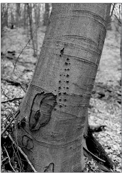 Fig. 5. Remaining traces of damage to beech bark by wood-peckers