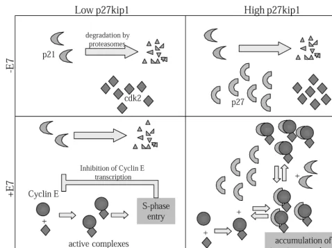 FIG. 8. A model to account for the different populations of differentiated keratinocytes detected in the raft cultures containing HPV-18URR-E7 and in patient papillomas