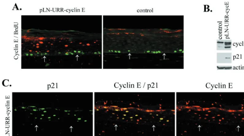 FIG. 3. Effect of ectopic cyclin E expression on p21cip1 protein accumulation and DNA replication