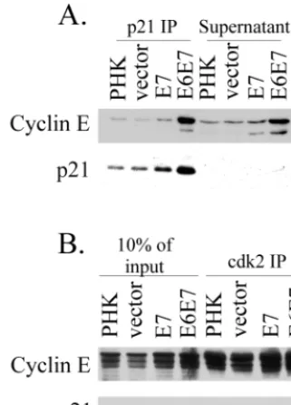 FIG. 5. H1 histone kinase activities associated with cdk2 or withcyclin E. (A) Four hundred micrograms of total raft culture extracts