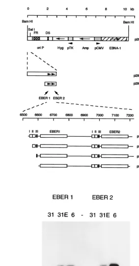FIG. 3.(A) Plasmids used for EBER transfection assays. The vector p294 (also named CMVpEBNA1 in reference 23) was a gift from BillSugden