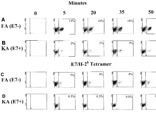 FIG. 5. Binding kinetics of E7/H-2bFA(E7were reacted at time zero with anti-CD8 antibody and tetramer and then sampled for speciﬁc staining at the time intervals shown