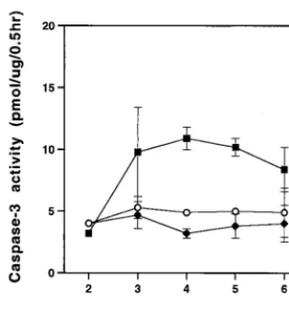 FIG. 5. MCF13 MLV infection produces high levels of unintegrated linear viral DNA. Southern blot analysis was performed on Hirt-extractedDNA from mink epithelial cells (A and B) and thymic lymphocytes from virus-inoculated mice (C)