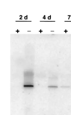 FIG. 6. Neutralizing antibody inhibits MCF13 MLV-induced cellkilling. Mink cells were infected with MCF13 MLV at an MOI of 7 for
