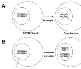 FIG. 1. Transcomplementation assay strategy. (A) EREB2.5 cells grown in the absence of estrogen result in EREBNA2 molecules becominginactivated