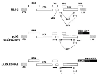 FIG. 2. HIV vector constructions. A schematic of the wild-type parental virus genome NL4-3 is shown at the top with the indicated openreading frames