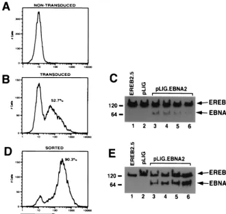 FIG. 3. Transduction and expression of EBNA2 into EREB2.5 cells. (A) FACS analysis of EREB2.5 cells for GFP ﬂuorescence