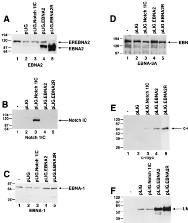 FIG. 6. Detection of EBNAs, LMP-1, and c-mycblot of cellular extracts derived from cells starved for estrogen for 4 days
