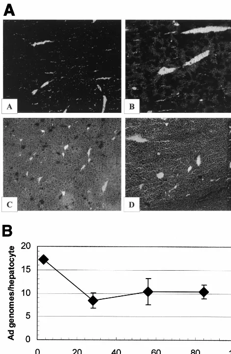 FIG. 6.[E1pression and persistence in vivo. (Panel A) In situ X-Gal staining of[E1were obtained from mice intravenously injected with the [E1100Kdescribed in Material and Methods