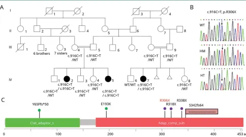 Figure 1 Identification of a novel AP4M1 mutation