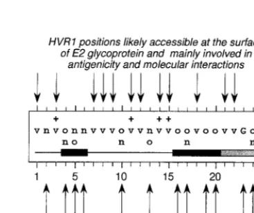 FIG. 4. Frequency of acidic and basic residues and conserved basicpatterns in the 1,382 HVR1 sequences from EMBL