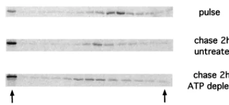 FIG. 5. ATP depletion does not affect Gag multimerization. Trans-fected COS-1 cells were pulse-labeled and either harvested immedi-
