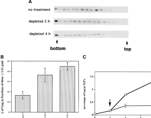 FIG. 6. ATP depletion results in accumulation of dense Gag complexes at the bottom of Optiprep gradients performed in the absence ofdetergent