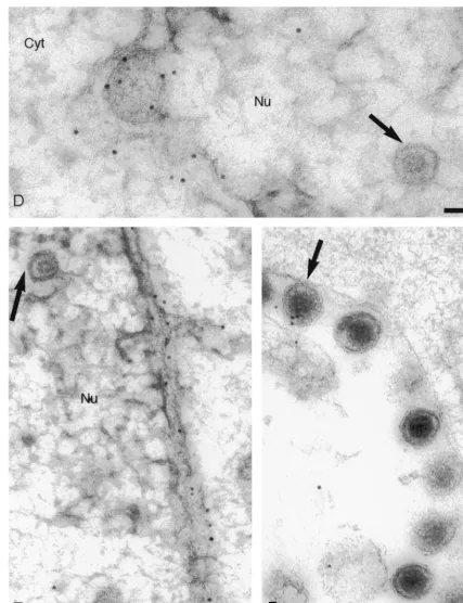 FIG. 2—Continued.