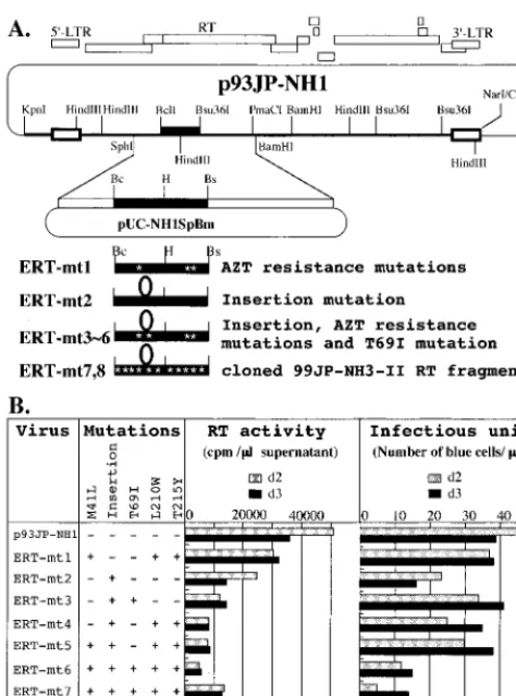 Table 2), as proposed for the Ser-Ser two-amino-acid insertion
