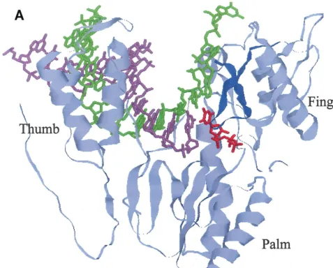 FIG. 5. Models showing how the �gap between the loop and the other RT subdomains in the polymerase active center