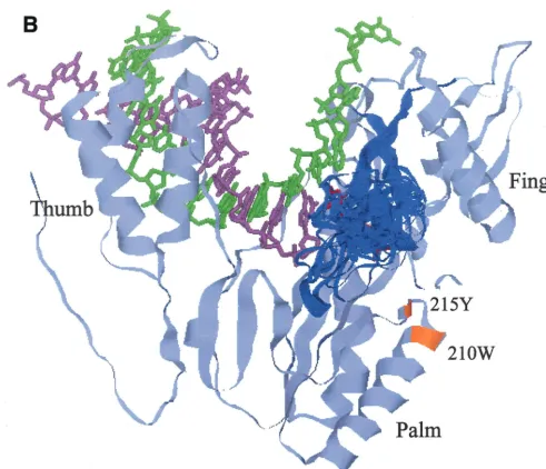 TABLE 2. Shortest distances between �3-�4 loop and protein regions critical for polymerase activity