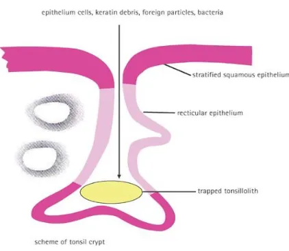 Figure No 1- Structure of Tonsillar Crypt
