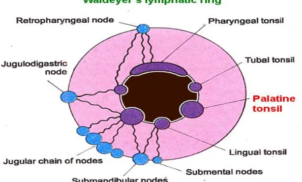 Figure .No 4 Inner and Outer Waldeyer’s Ring