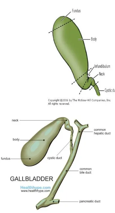 FIGURE: 2 & 3 ANATOMY OF GALL BLADDER 