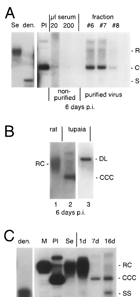 FIG. 3. Infection studies with puriﬁed HBV. (A) Infectivity of pu-riﬁed and nonpuriﬁed virus