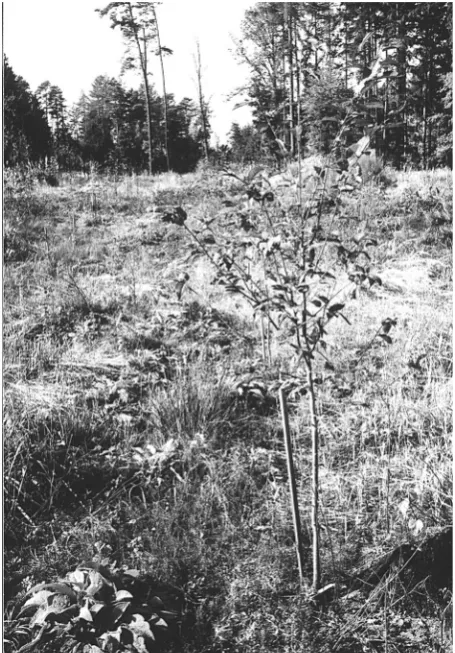 Fig. 4. Flowers of grafted tree – School Forest Enterprise Kos-telec nad Černými lesy