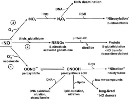 Fig. 1. Reactions of NO and RNS. 1. NO shown as a free radical (NO) reacts with superoxide to form peroxynitrite and peroxynit-rous acid leading indirectly to cellular damage