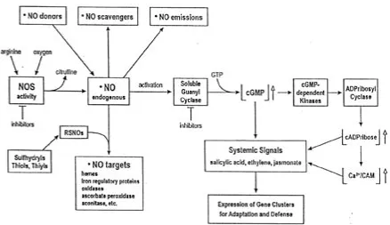 Fig. 2. NO bursts prime and prepare cell membrane-bound receptors to initiate a multitude of specific stimuli in response to a wide range of stresses