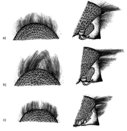 Fig. 1. Left is hair of the front margin of the shield of females: a) P. curvidens, b) P