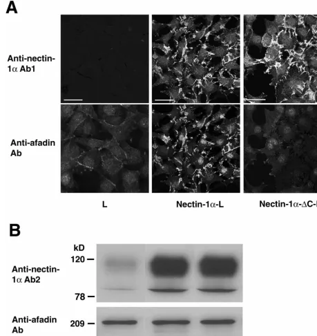 FIG. 1. Interaction of afadin with nectin-1�monoclonal anti-afadin Ab, but its signiﬁcance is not clear