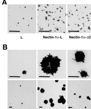 TABLE 1. Quantitative analysis of entry and cell-cell spreadof HSV-1 in various L-cell linesa