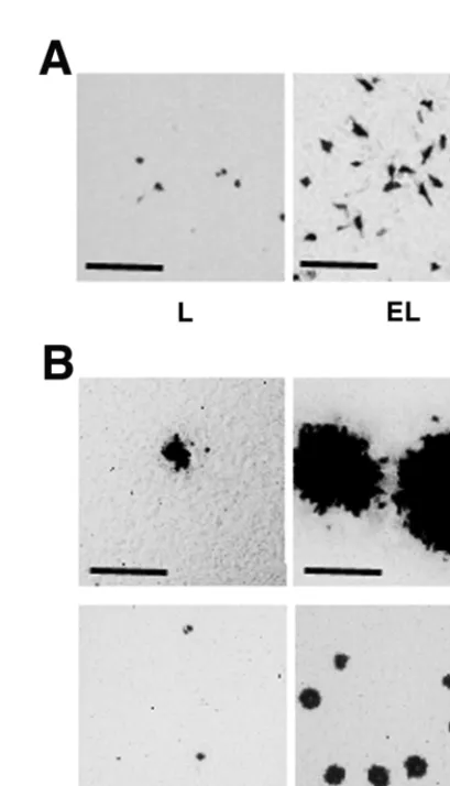 FIG. 4. gD-binding activities of L and EL cells. (A) gD-bindingactivities. Conﬂuent cells were subjected to a gD-binding assay