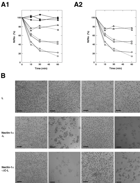 FIG. 6. Inhibition of cell-cell adhesion activity of nectin-1�of HSV-1 (Seibert)/well) 