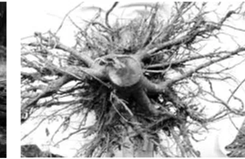 Fig. 3. Mountain ash root system (typical Gleysol)