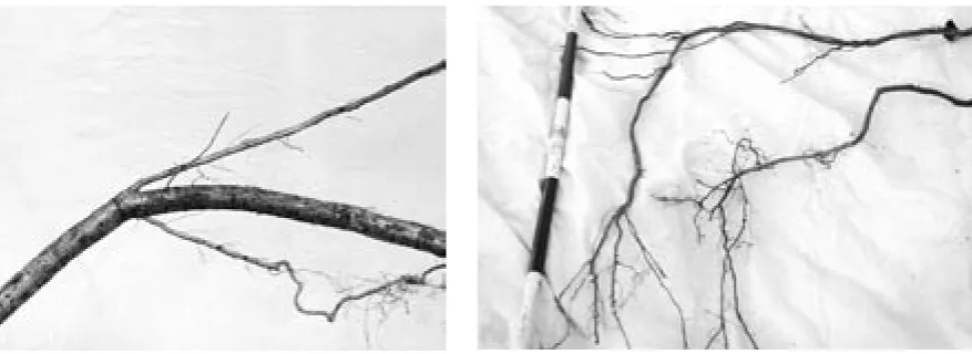 Fig. 9. Bundle branching of lateral roots
