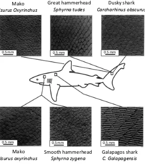Figure 4: Scale of patterns in fast-swimming shark, adapted from [63]. 