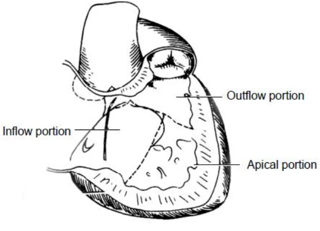 Fig - 01. Anatomy of the right ventricle