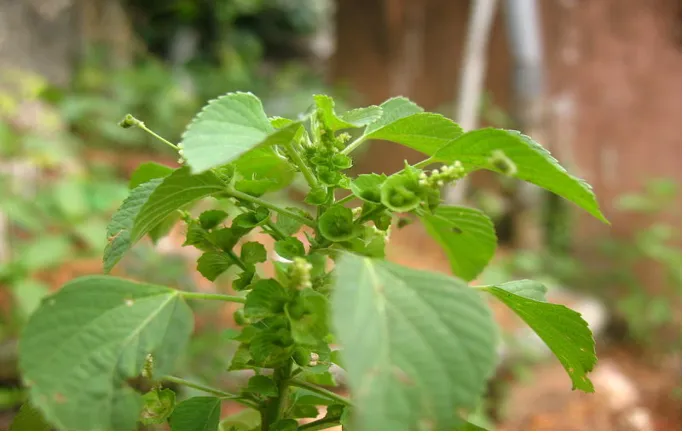 Fig  No.12: Leaves of Acalypha indica Linn. 